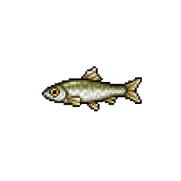 Minnow