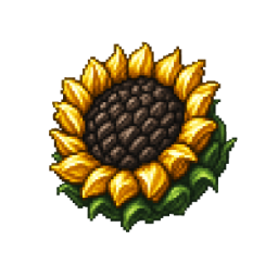 Sunflower head